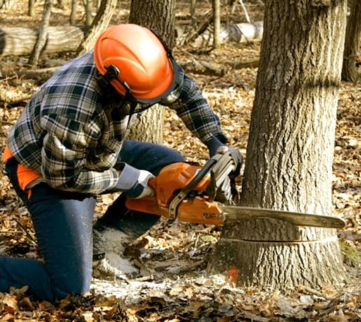Tree Removal in Bruceville, TX